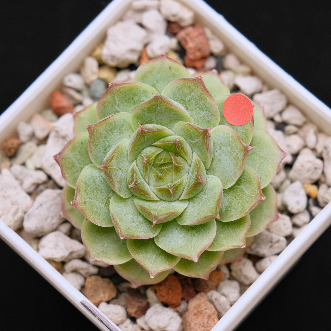 Echeveria Malgan hybrid Imported Succulent Plant *New* 美妮杂