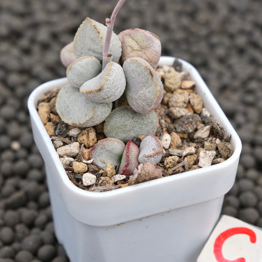 Adromischus Pink Snow Egg Imported Succulent Plant