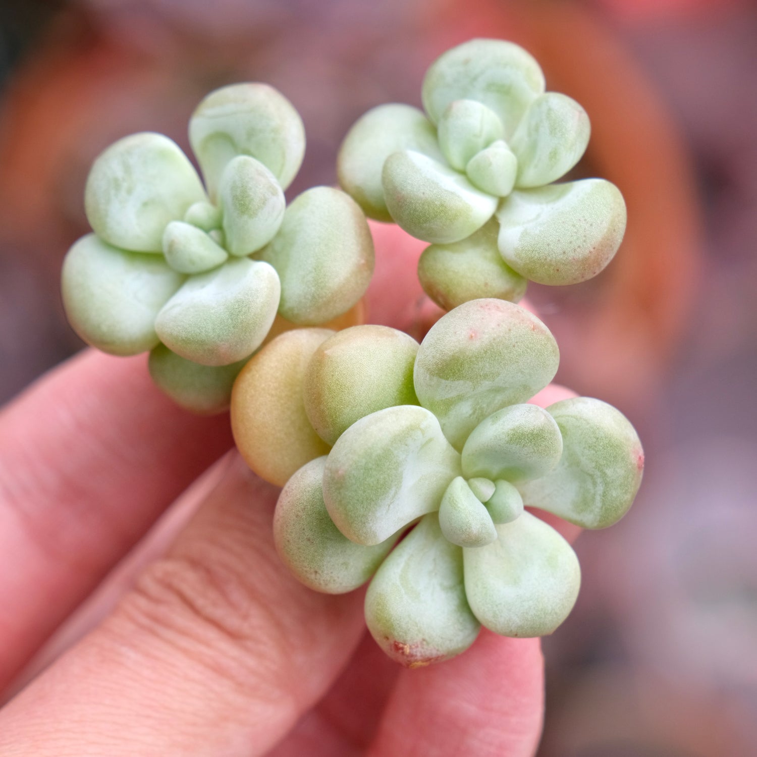 Graptosedum Bubble Gum Korean Succulent Plant