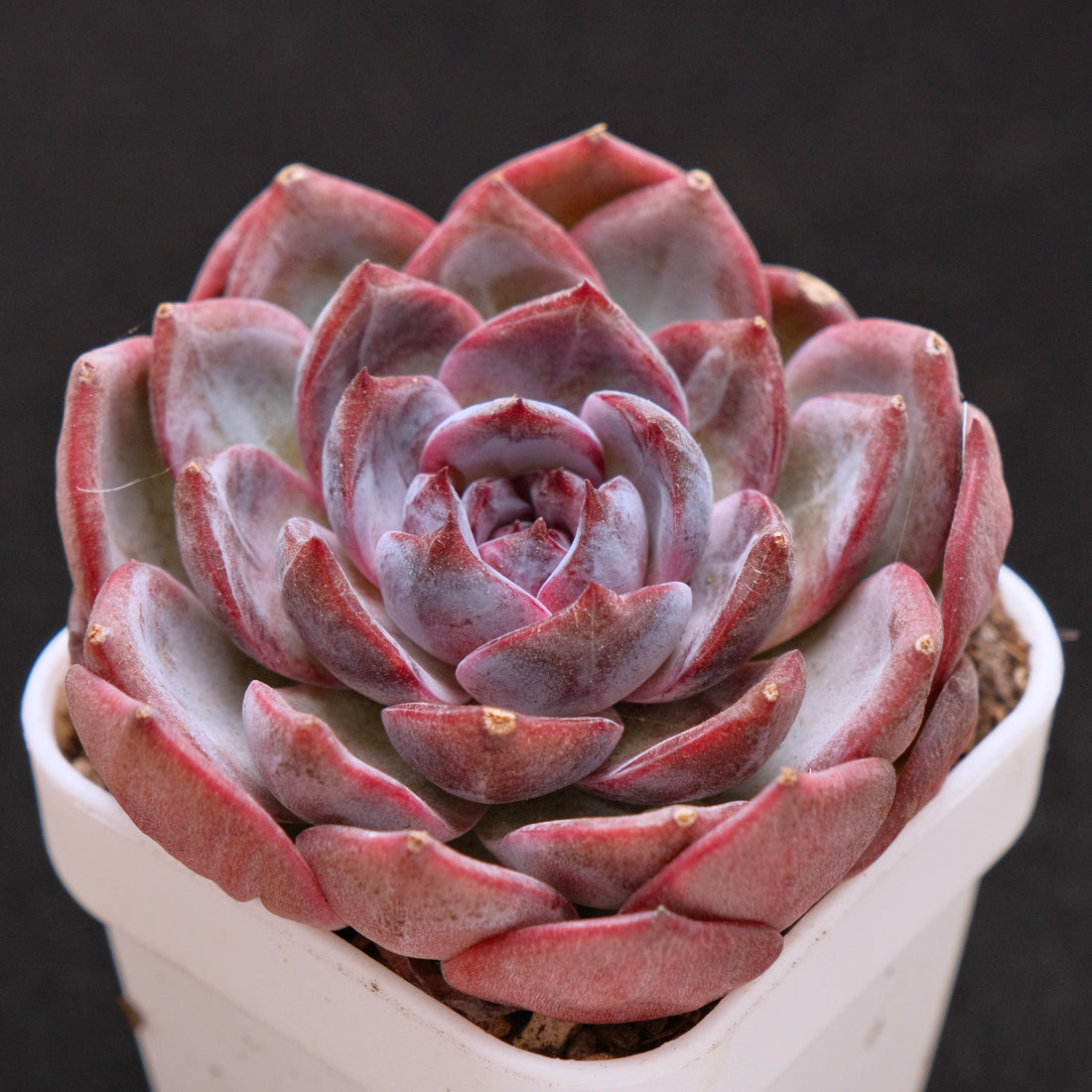 Echeveria Cherry Frappe Korean Succulent Plant