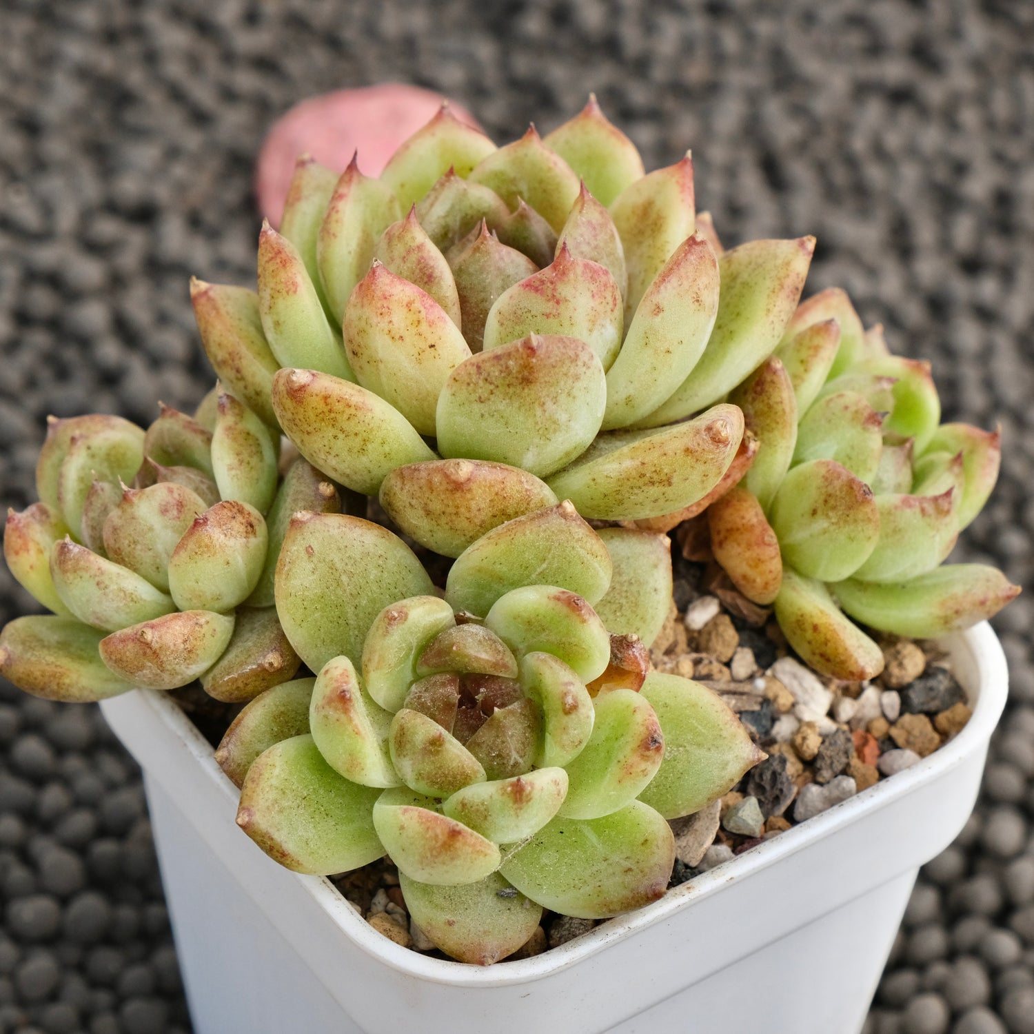 Echeveria Black Rose hybrid Imported Succulent Plant