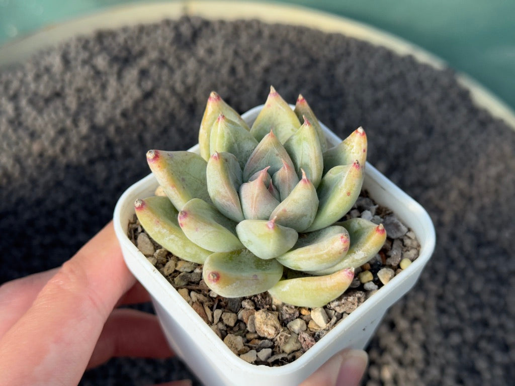 Echeveria tolimanensis x tapalpa Korean Succulent Plant Changhee Hybrid