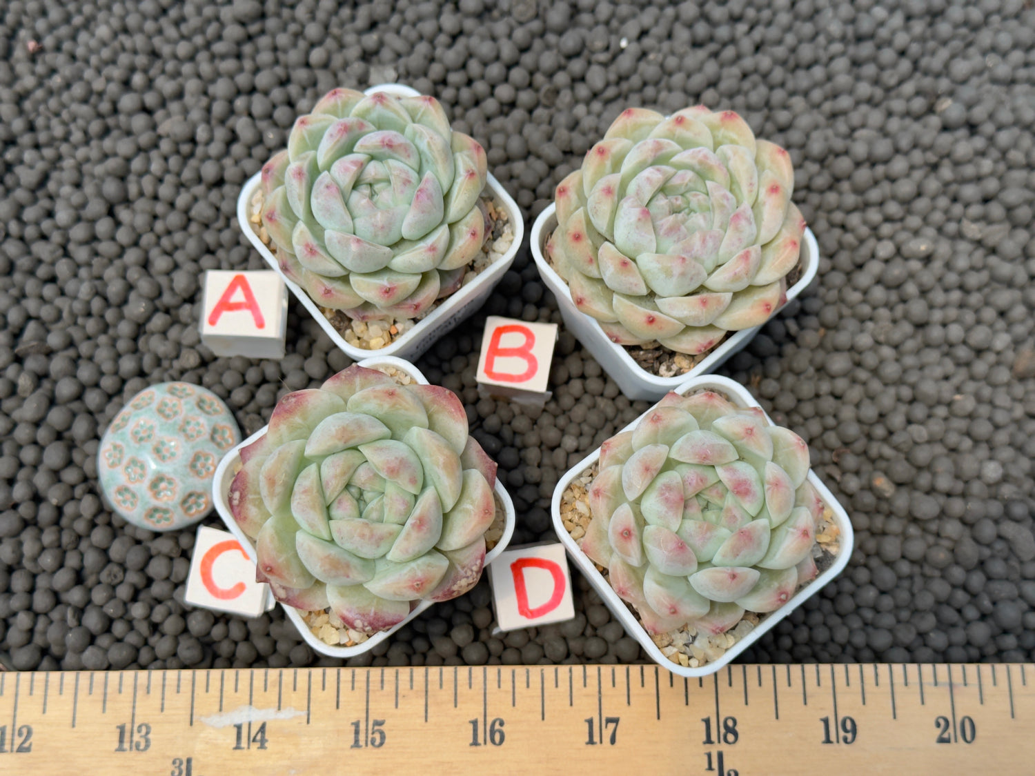 Echeveria Pink Albi Imported Succulent Plant