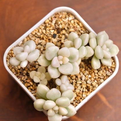 Variegated Graptopetalum Mendozae Succulent Plant