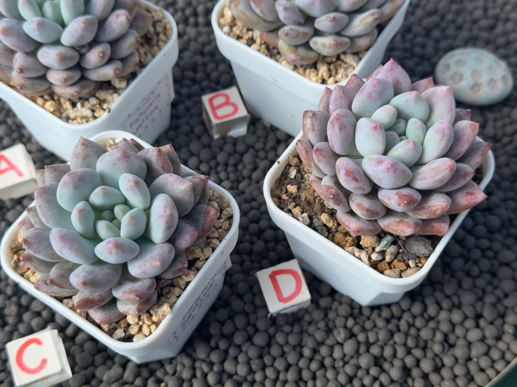 Pachyveria Sweet Love Imported Succulent Plant