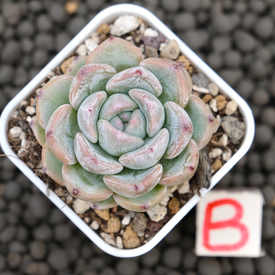 Echeveria Sunsu Korean Succulent Plant Hwaga Hybrid