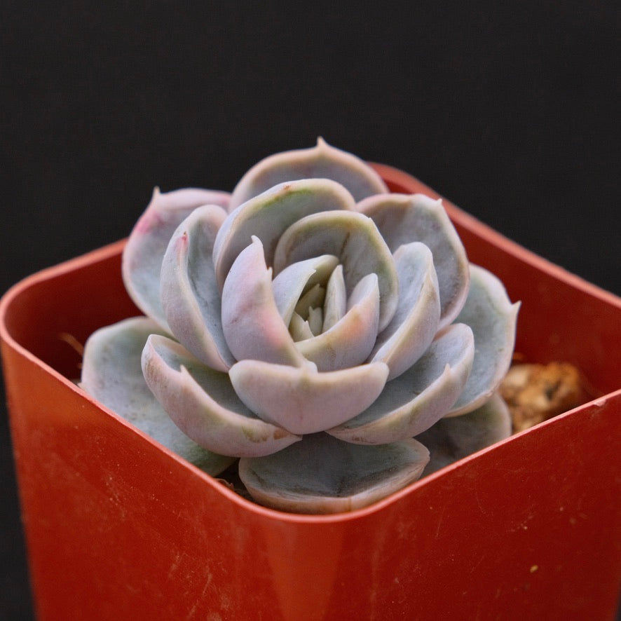 Echeveria Blue Surprise Korean Succulent Plant