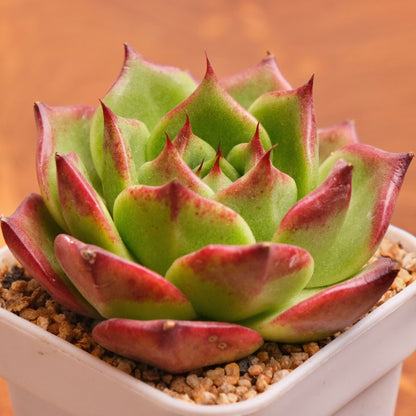 Echeveria Red Lotus Imported Succulent Plant