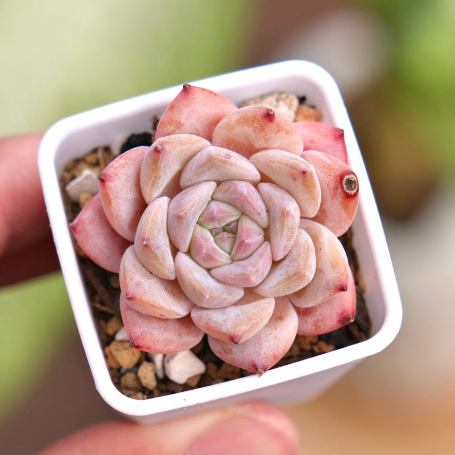 Echeveria hyalina hybrid Succulent Plant