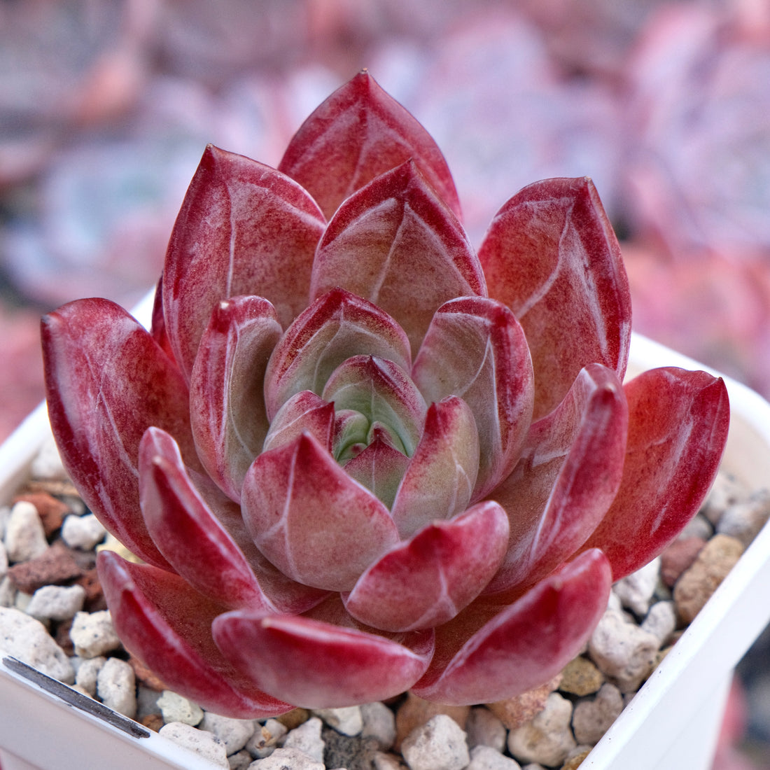 Echeveria Elisab Korean Succulent Plant