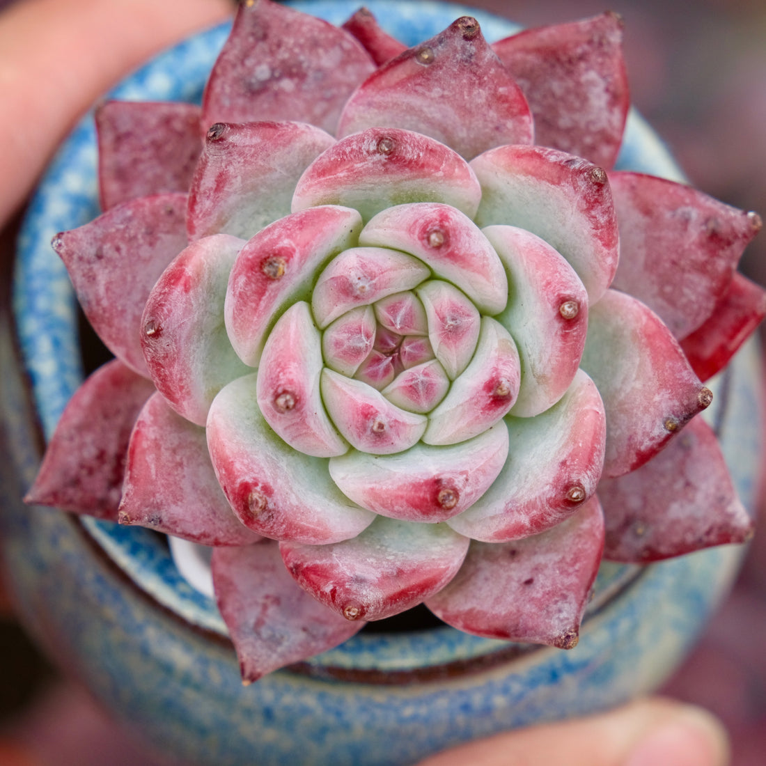 Echeveria colorata cultivar Imported Succulent Plant