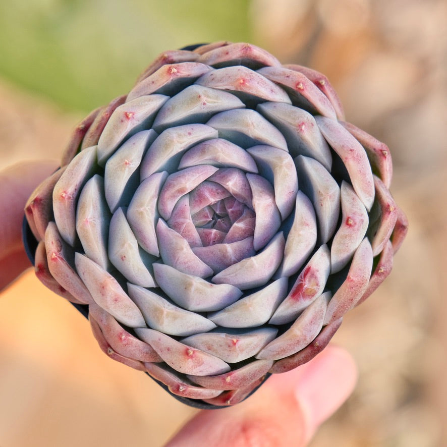 Echeveria Chaumet Korean Succulent Plant Rare