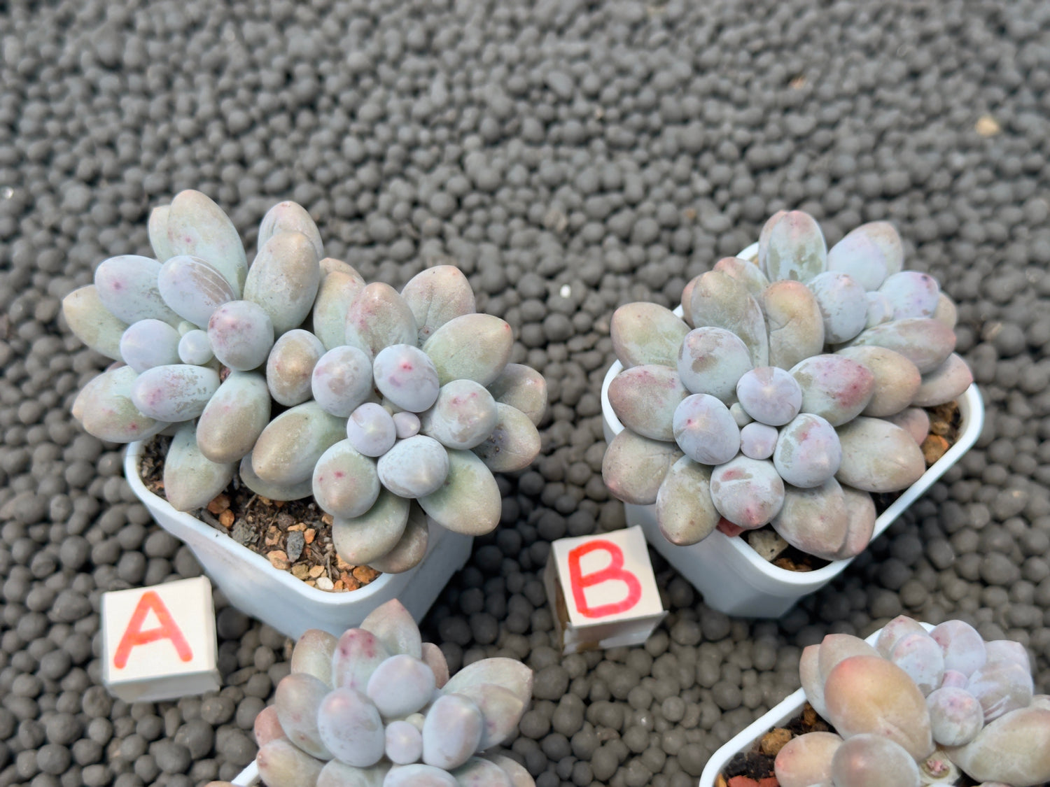 Pachyveria Sweet Mochi Imported Succulent Plant