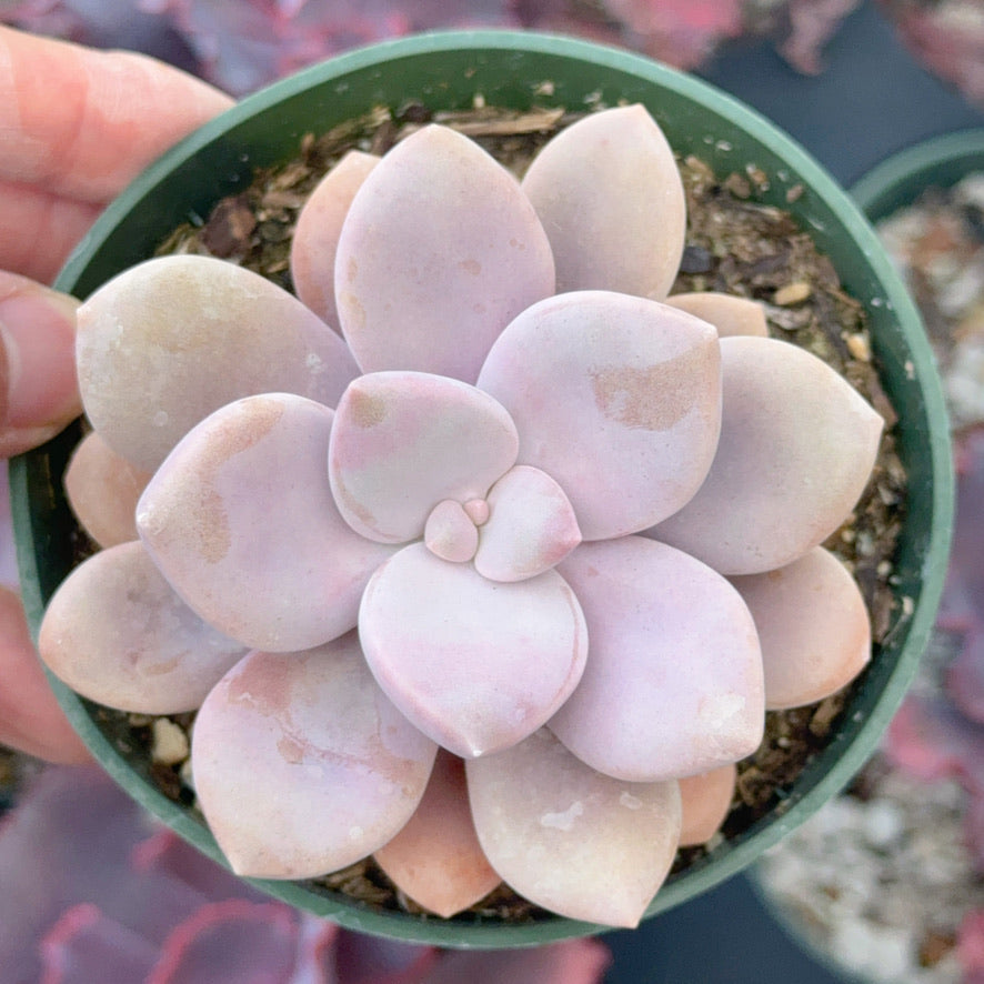 Graptopetalum Murasaki Succulent Plant