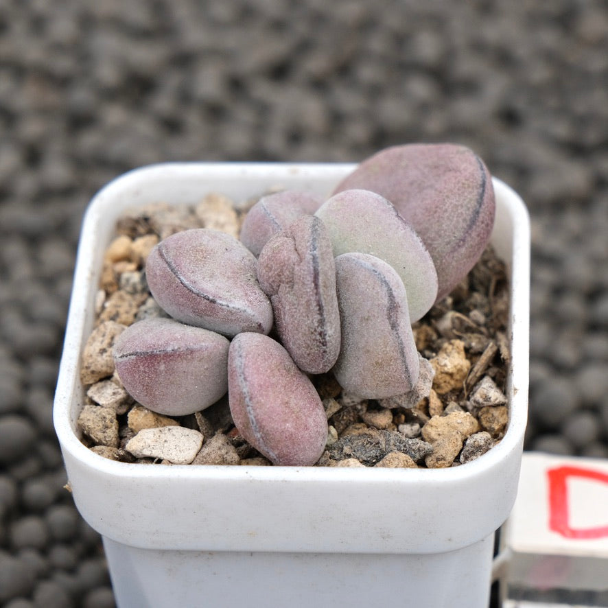 Adromischus Purple Ball Imported Succulent Plant