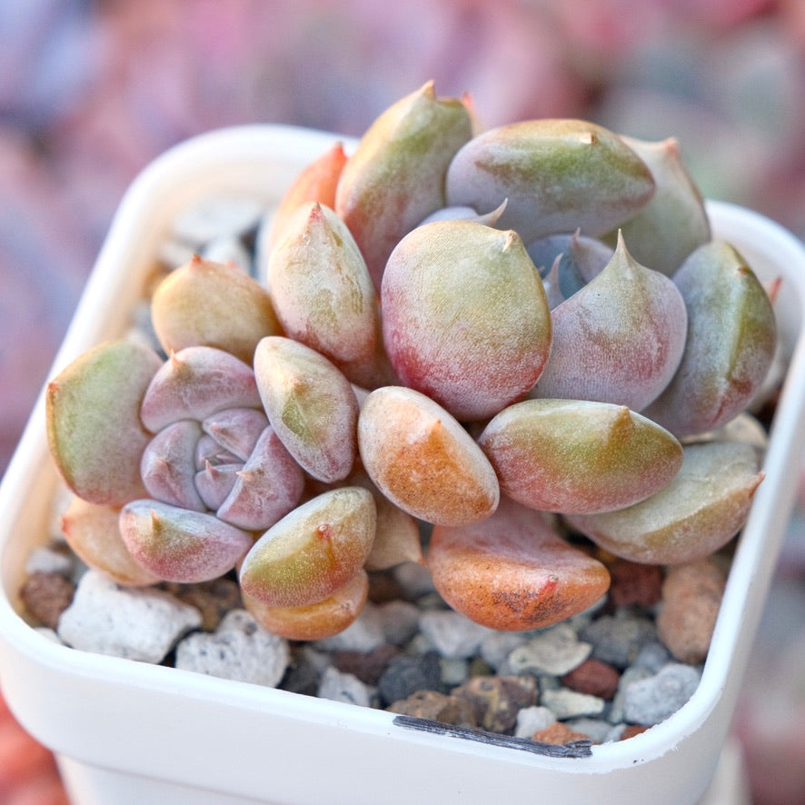 Echeveria Pastel Leon Special Korean Succulent Plant *New*