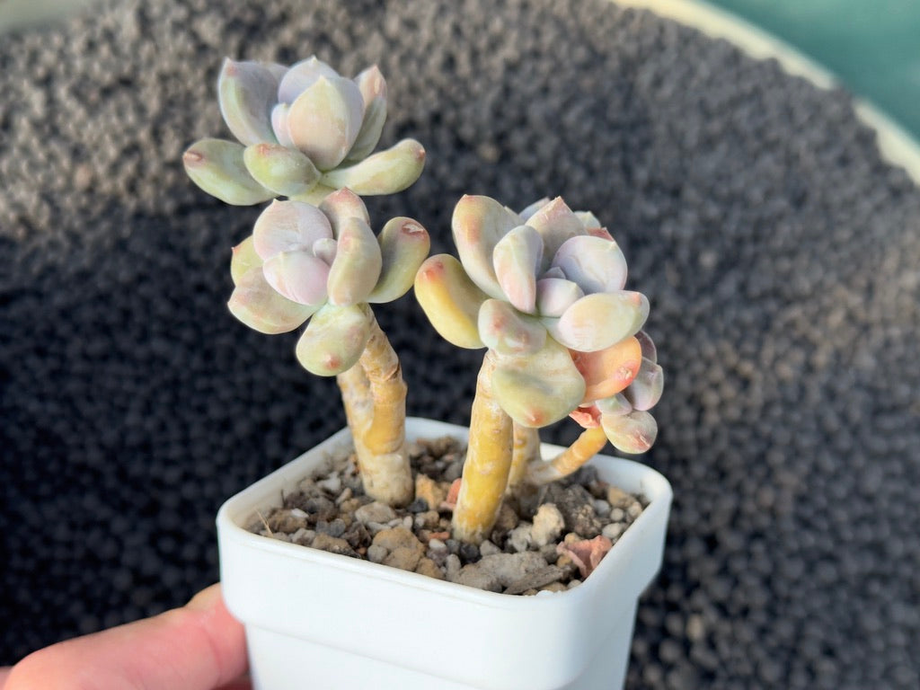 Graptophytum Supreme Korean Succulent Plant