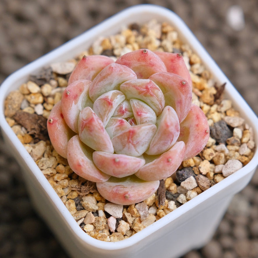 Echeveria Peach Fuzz Imported Succulent Plant