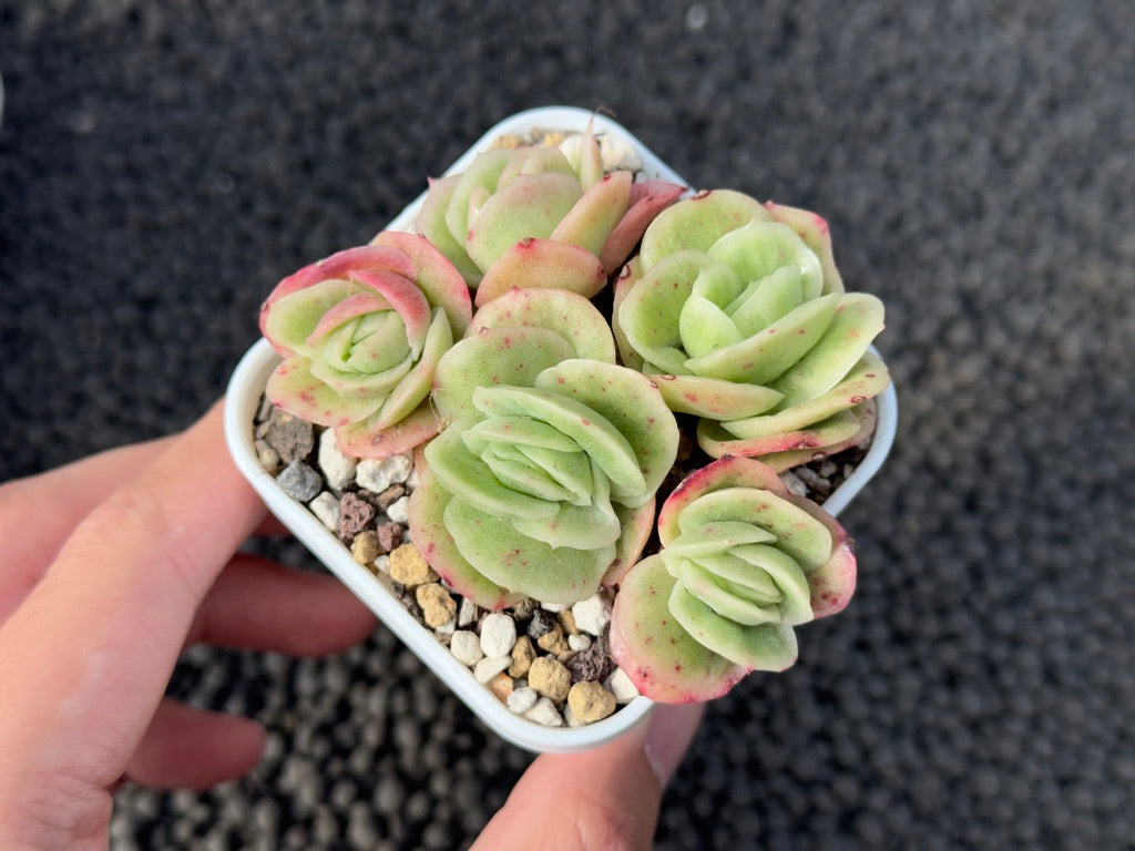 Variegated Echeveria Lazaga Imported Succulent Plant