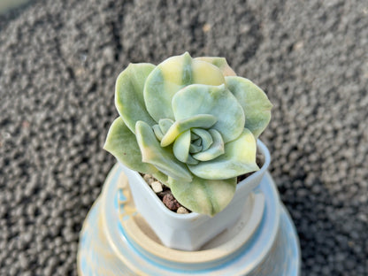 Variegated Graptoveria Lovely Rose Imported Succulent Plant