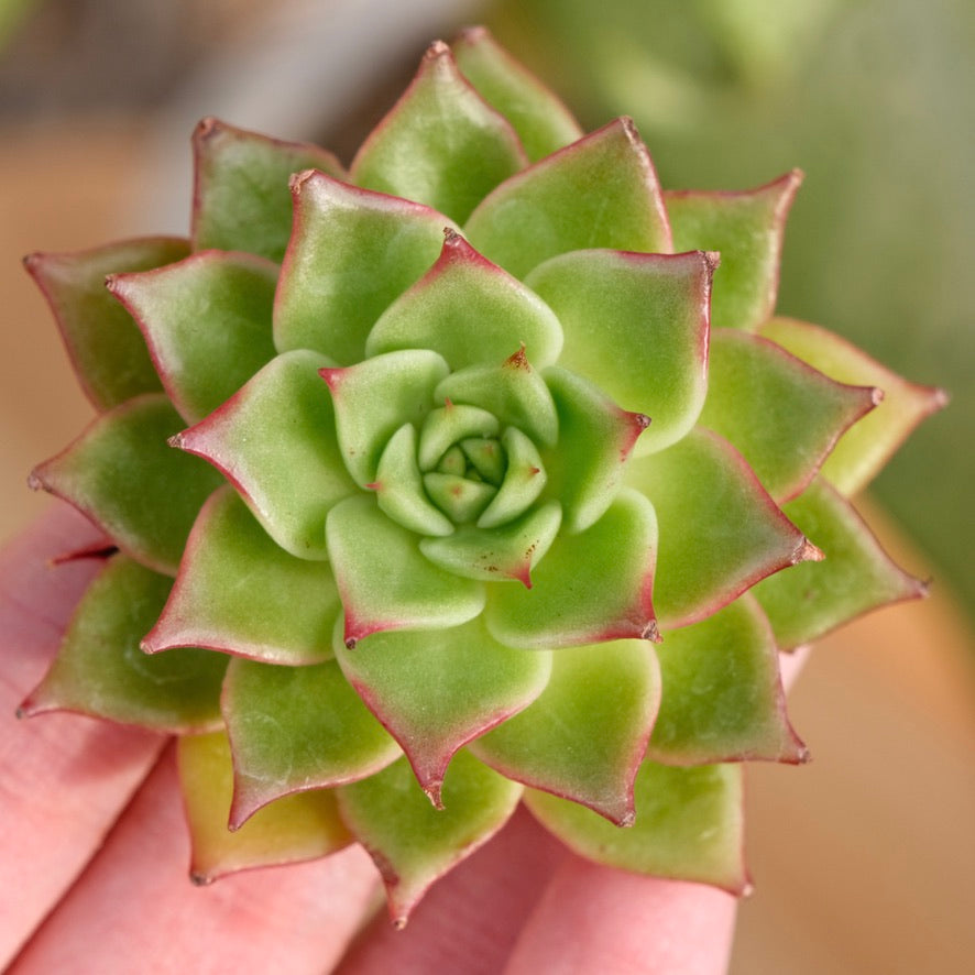 Echeveria Lento Korean Succulent Plant Hwaga hybrid