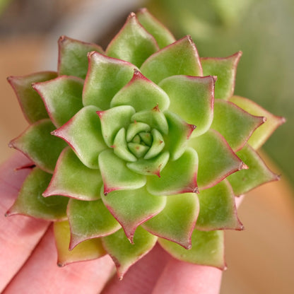 Echeveria Lento Korean Succulent Plant Hwaga hybrid