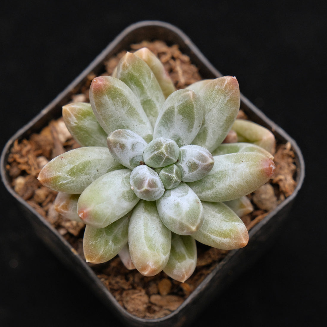 Pachyveria Organic Candy Korean Succulent Plant