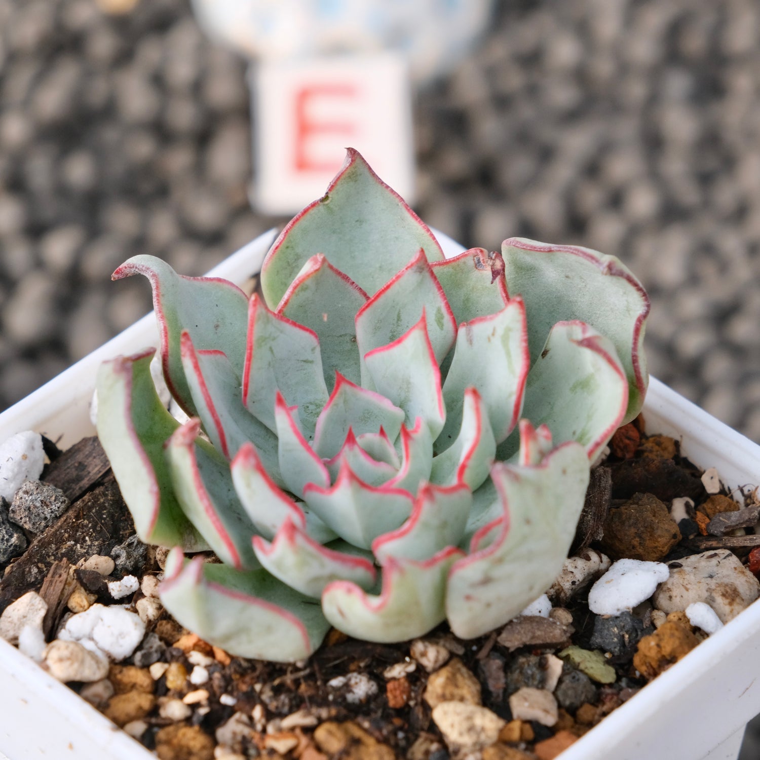 Echeveria Strictiflora Korean Succulent Plant