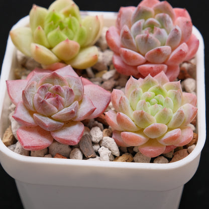 Echeveria Hybrid Set of 4 Imported Succulent Plants