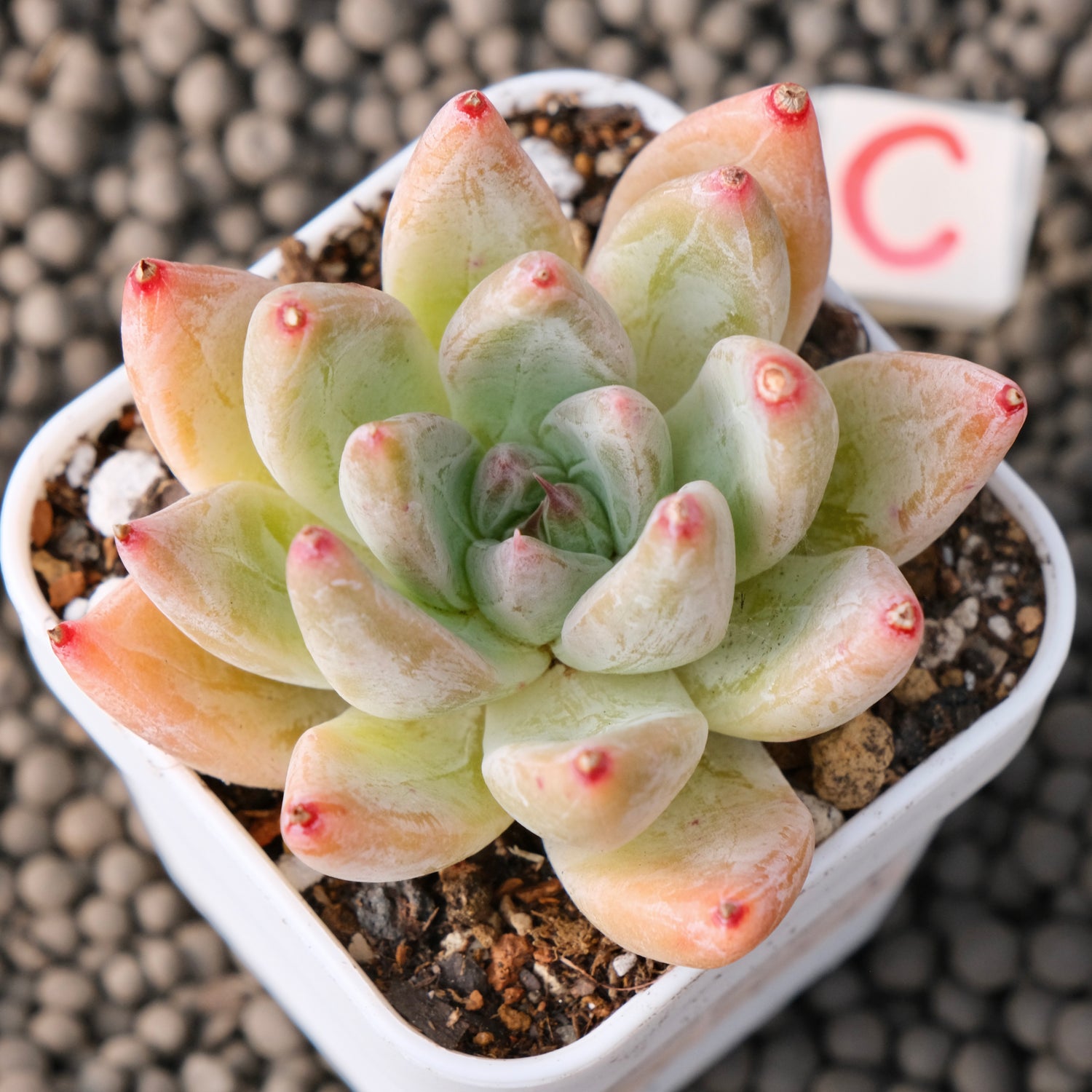 Echeveria Tolimanensis x Tapalpa Korean Succulent Plant Changhee Hybrid