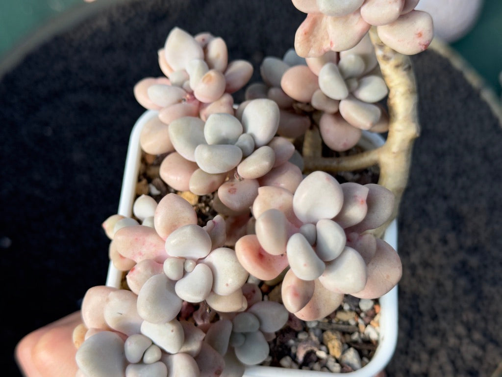 Graptopetalum Ellen Imported Succulent Plant