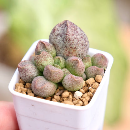 Adromischus sp Korean Succulent Plant