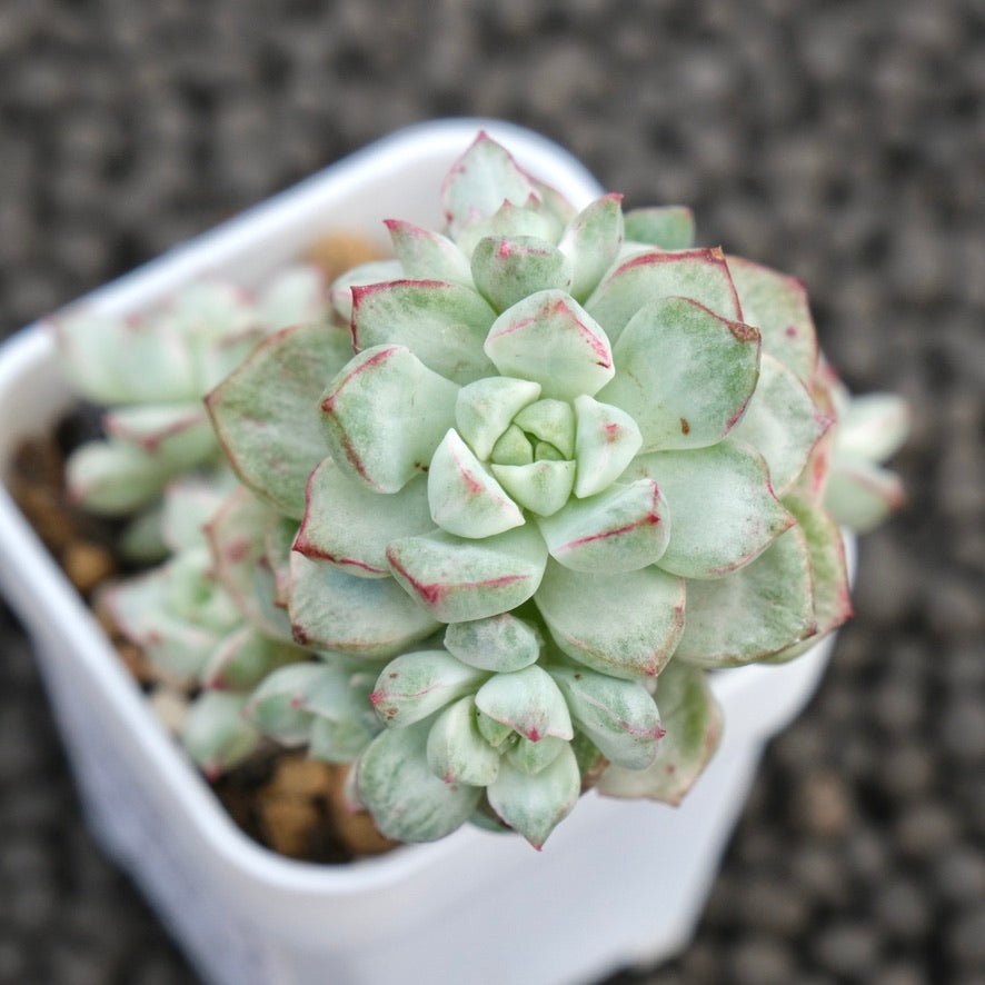 Variegated Echeveria Tango Korean Succulent Plant