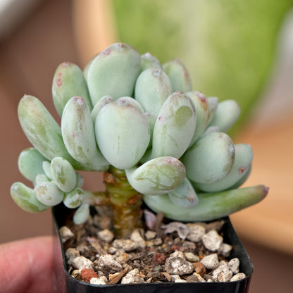 Graptophytum Albean Korean Succulent Plant Air Magic Hybrid