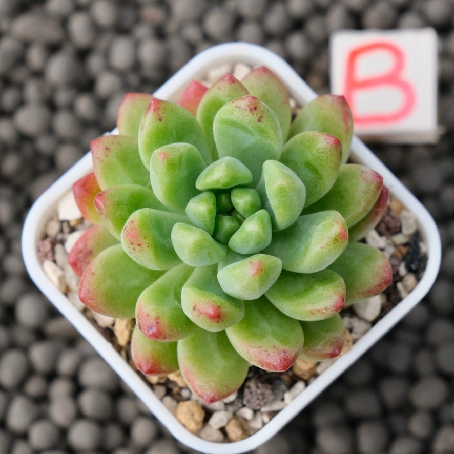 Sedeveria Attractive Korean Succulent Plant Mam and Sister Hybrid