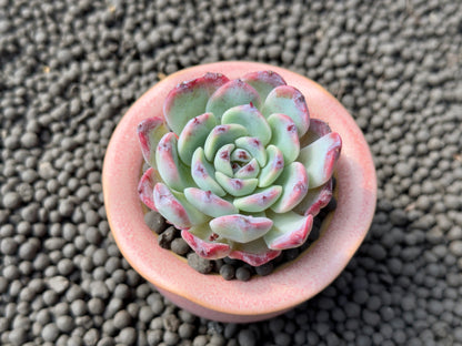 Echeveria Aurora Berry Korean Succulent Plant Changhee hybrid