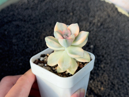 Variegated Graptoveria Titubans Imported Succulent Plant