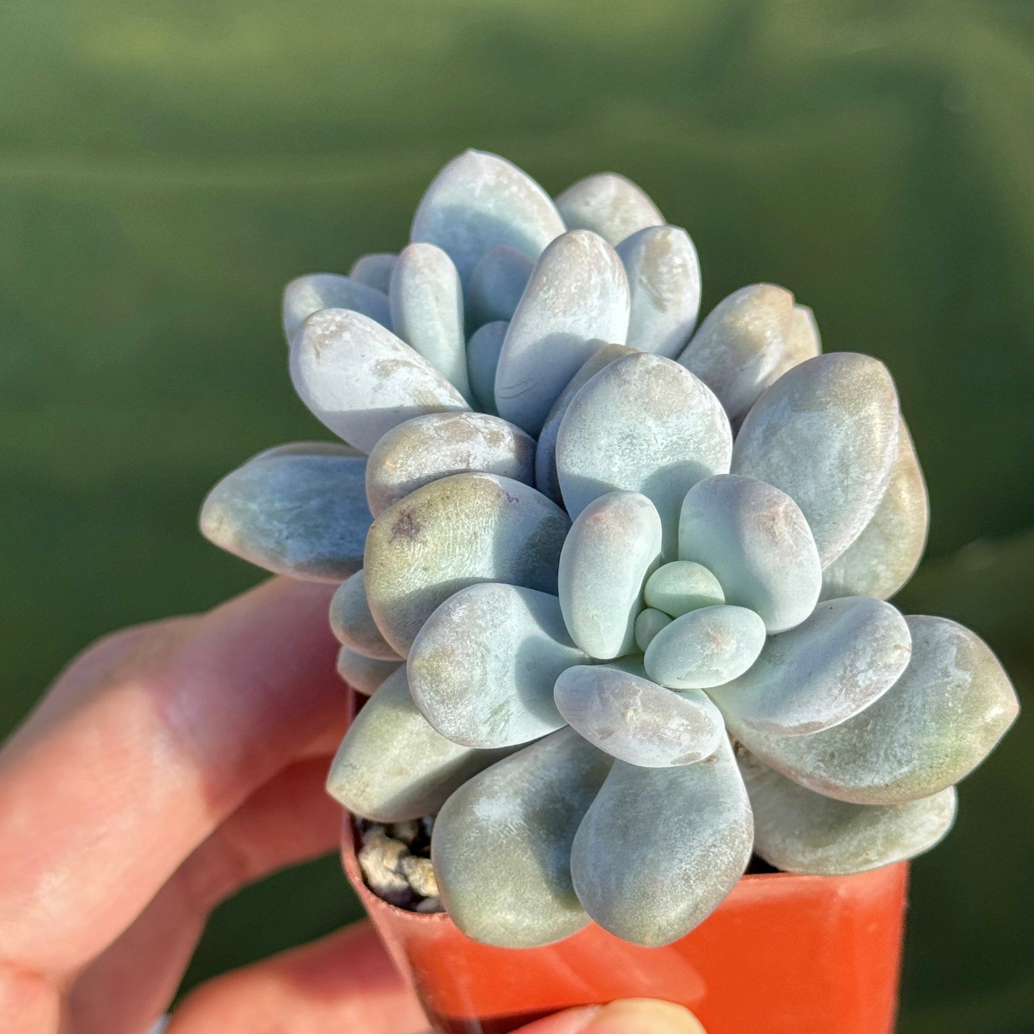 Pachyveria Moon Sherbet Korean Succulent Plant Air Magic hybrid