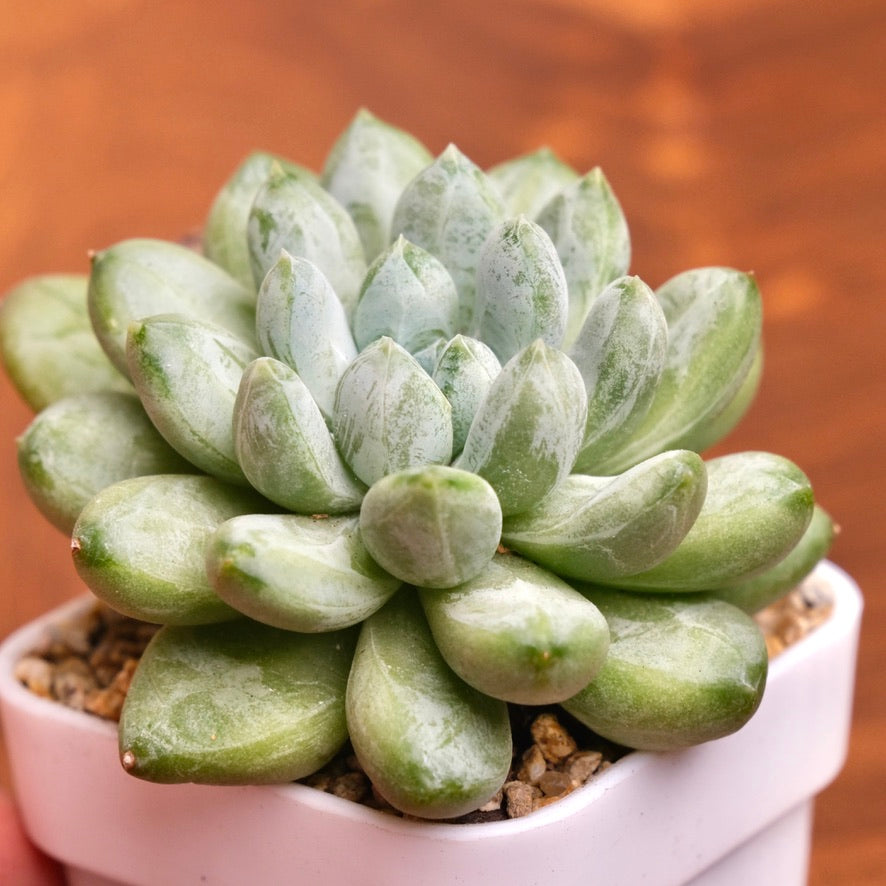 Pachyveria Cocoa Bean Imported Succulent Plant