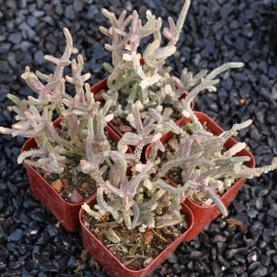 Variegated Crassula Watch Chain Succulent Plant