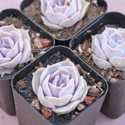 Echeveria Lilacina Succulent Plant