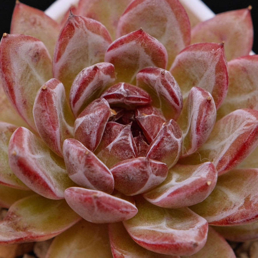 Big Echeveria sp Korean Succulent Plant *New*