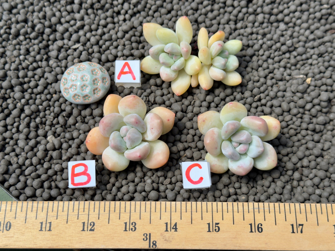 Pachyphytum Frevel cultivar Imported Succulent Plant