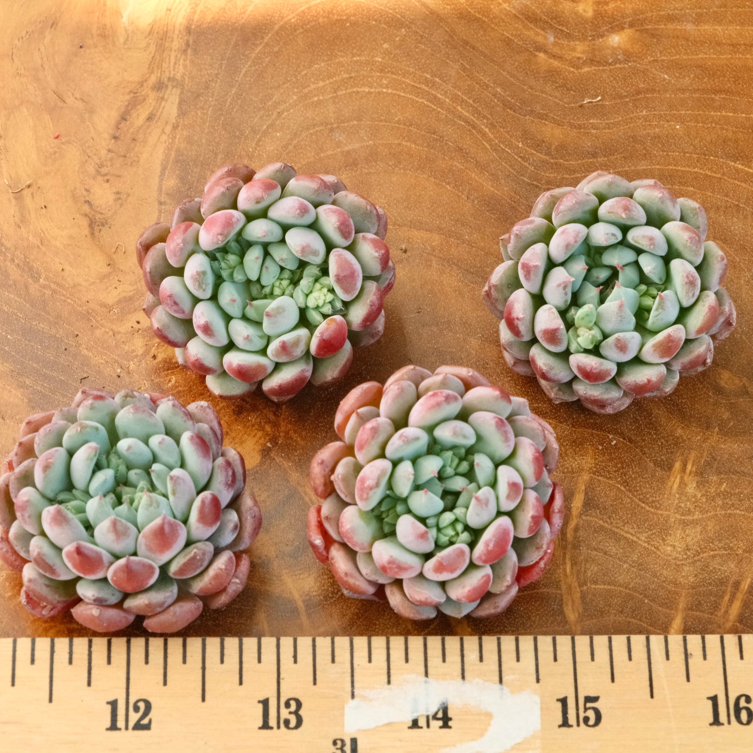 Sedeveria Flower Bouquet Korean Succulent Plant Mam and Sister hybrid