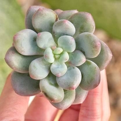 Pachyveria Sweet Symphony Korean Succulent Plant *New*