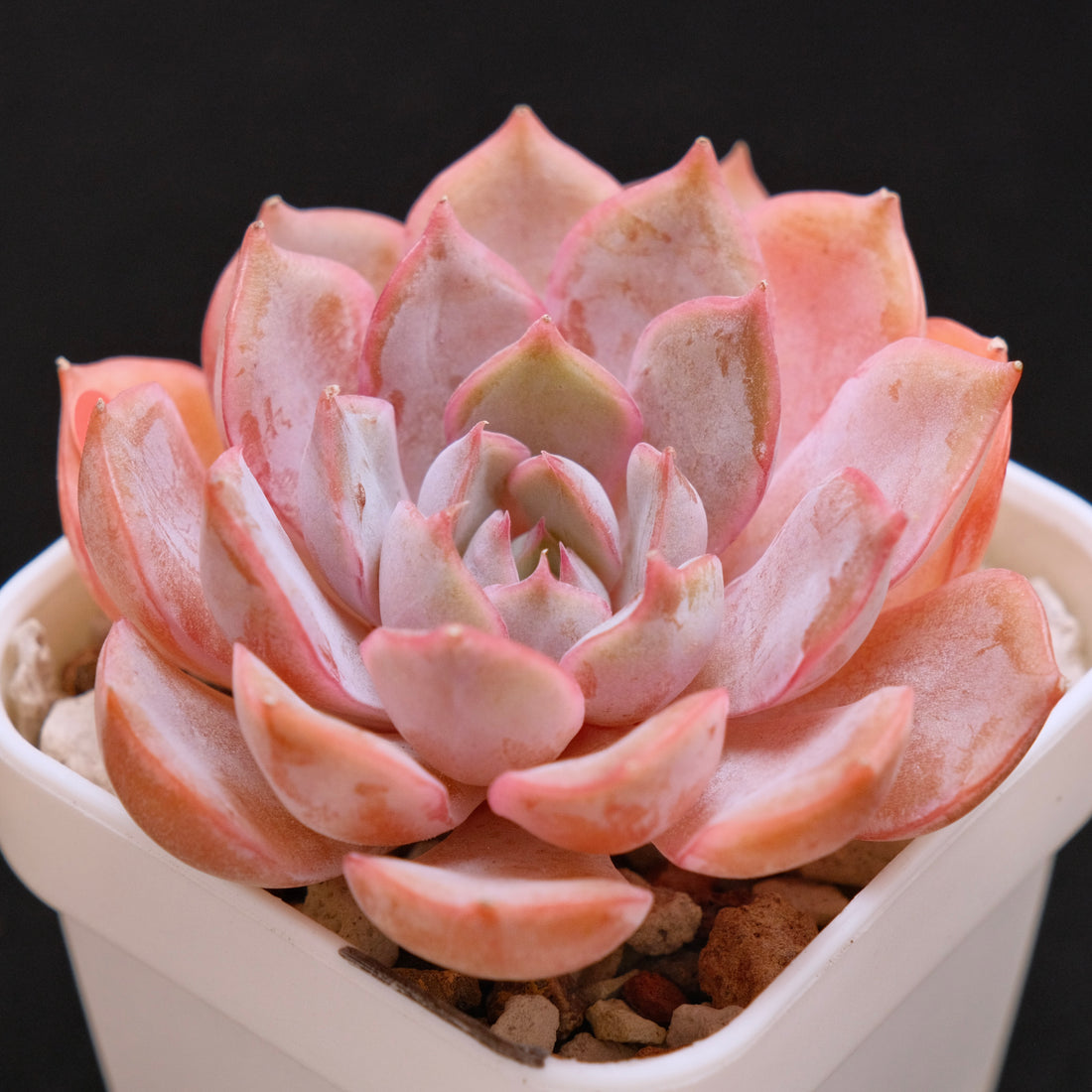 Echeveria Lucinda Korean Succulent Plant *New*