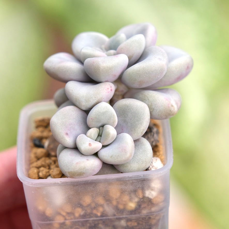 Graptopetalum Ellen Korean Succulent Plant