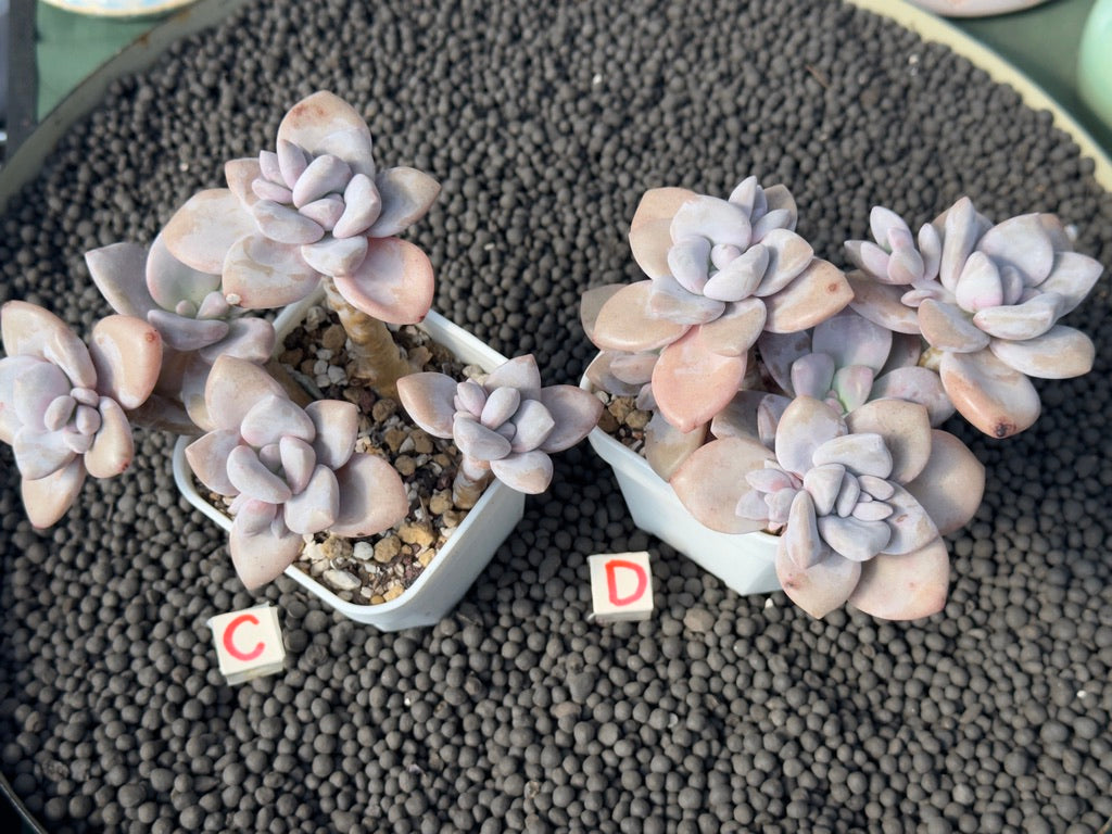 Graptoveria Murasaki Imported Succulent Plant