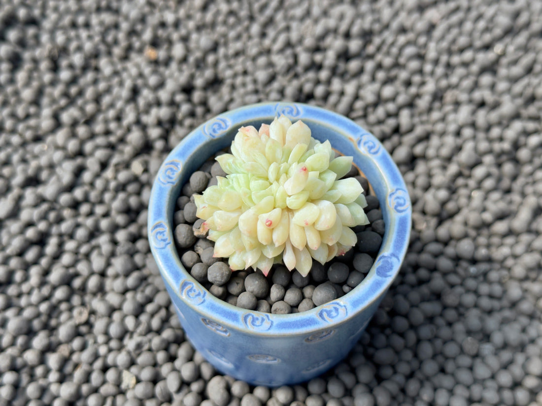 Echeveria Laui x Mos cristata Korean Succulent Plant Changhee hybrid