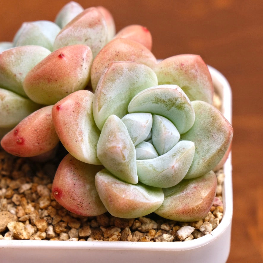 Echeveria Ice Green Imported Succulent Plant